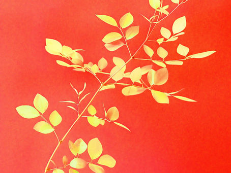 Poetry diary, journal, reflections