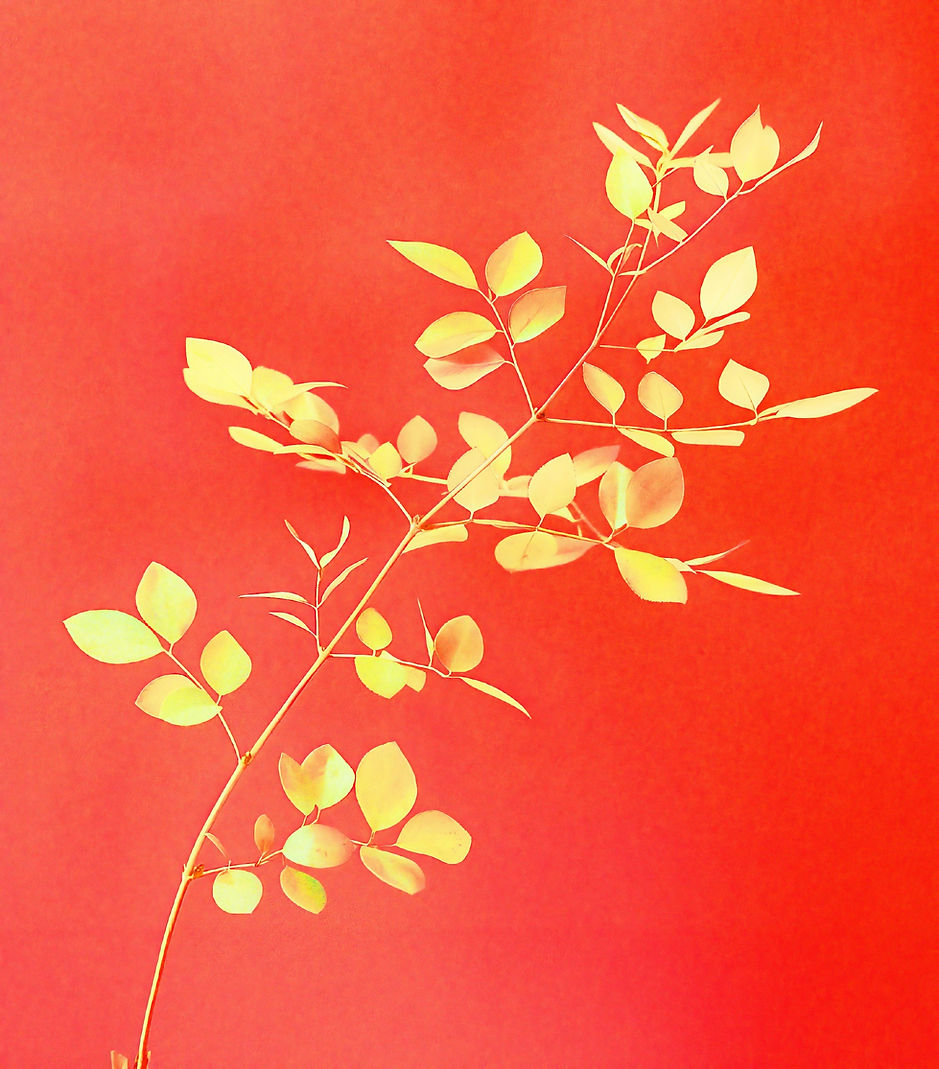 Leafy Branch Closeup