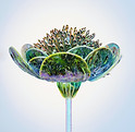 Fleur de verre