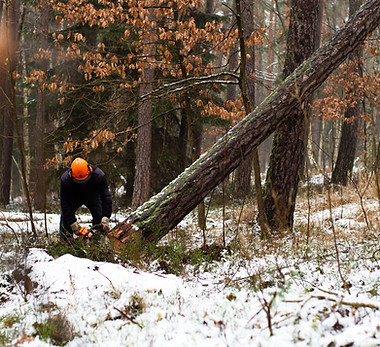 Lumberjack Cutting Tree