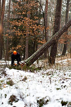 Deforestation