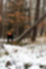 Felling a tree