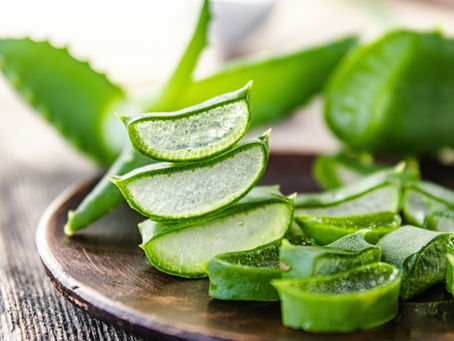 Si précieuse Aloe Vera pour cheval...