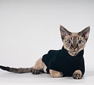 cat in sweater vest