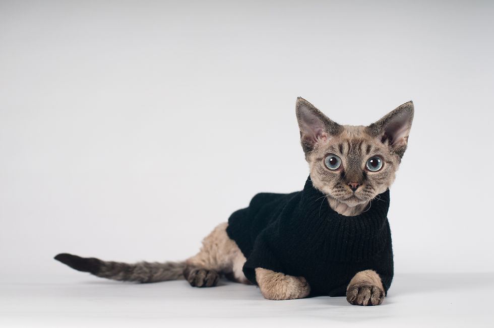 Chat portant un pull