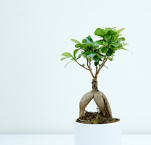 Indoor Bonsai Tree