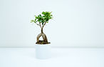 Indoor Bonsai Tree