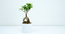 Innendørs Bonsai-tre
