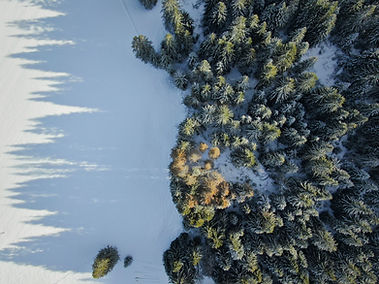 Pine Trees