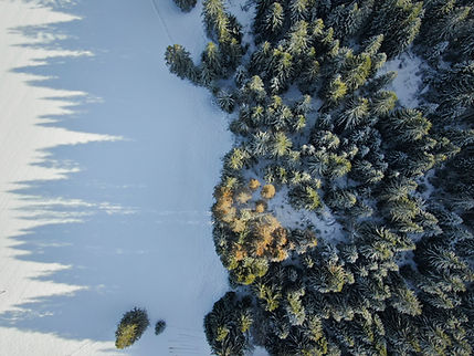 Snowy Forest View