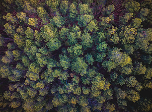 Aerial view of a dense forest canopy / Vue aérienne d’une canopée forestière dense
