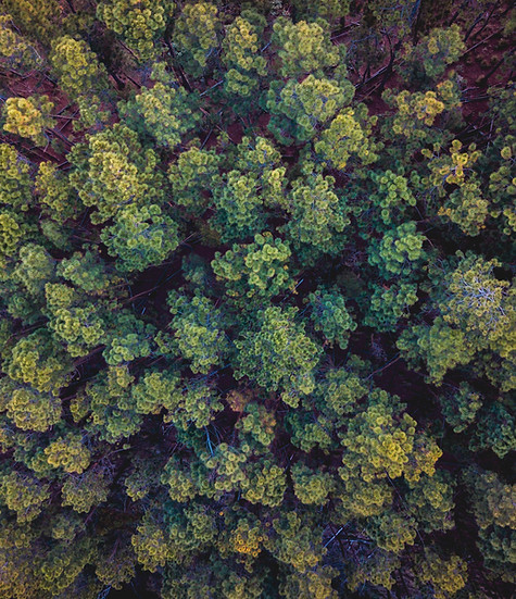 Trees