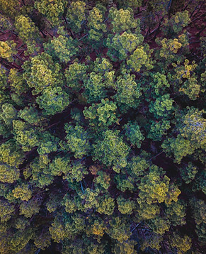 Trees