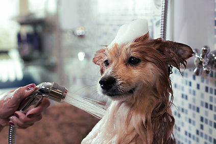 Cute Dog