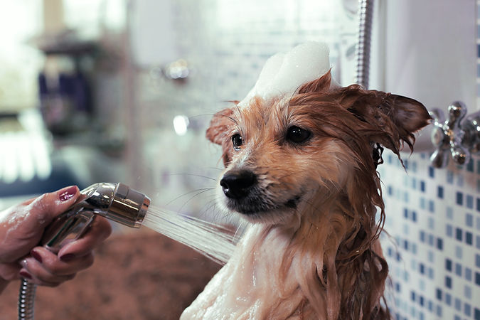 Cute Dog