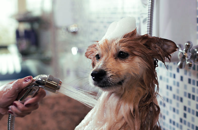 Cachorro no banho