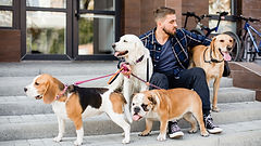 paseo de perros kogu