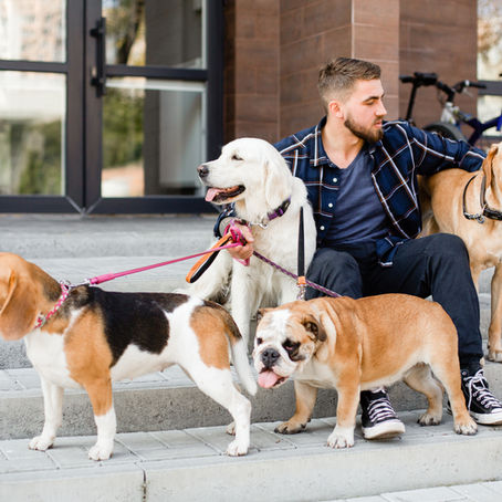 The Ultimate Guide to Fresh Dog Food: Boost Your Dog's Health with Wholesome Recipes