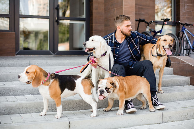 Man Walking Dogs