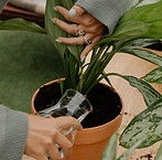 Entretien des plantes d'intérieur, arrosage, taille...