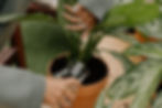 Watering Plants