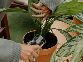 Diatomaceous Earth for House Plants