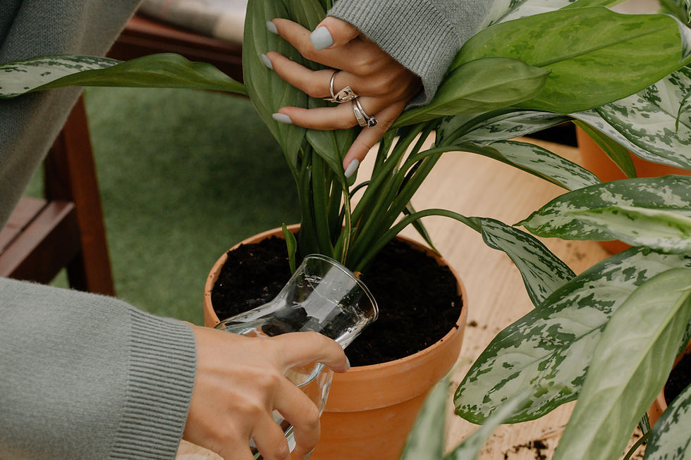 Watering Potted Plant