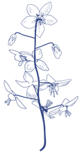 Illustration florale bleue