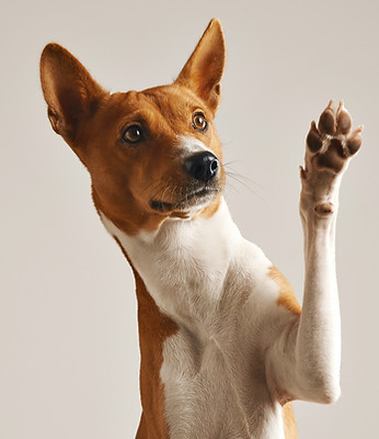Dog Waving Paw