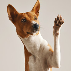 Dog Waving Paw