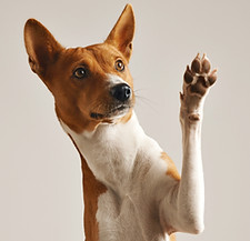 Dog Waving Paw