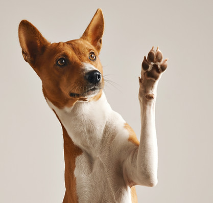 Pata ondulante de cão