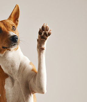 Dog Waving Paw