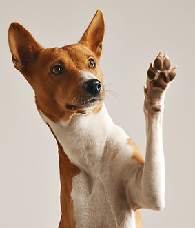 Dog Waving Paw