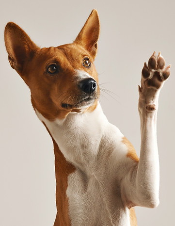 Dog Waving Paw