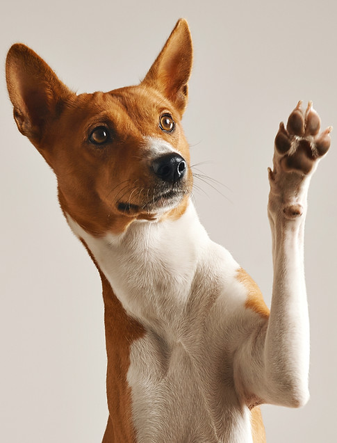 dog waving