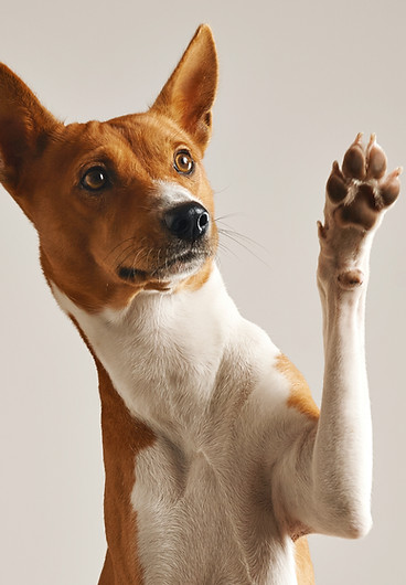 Vragen over opvoeding en training. Advies van een professional over puppyopvoeding en probleemgedrag