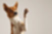 Dog Waving Paw