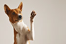 Dog Waving Paw