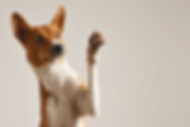 Dog Waving Paw