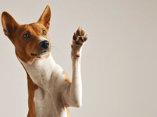 Mijn hond stinkt waarom?