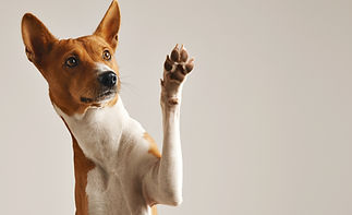 Dog Waving Paw