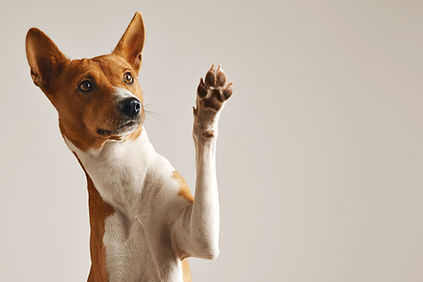 Patte agitante de chien