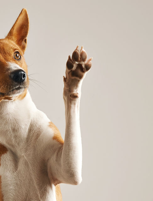 Dog Waving Paw