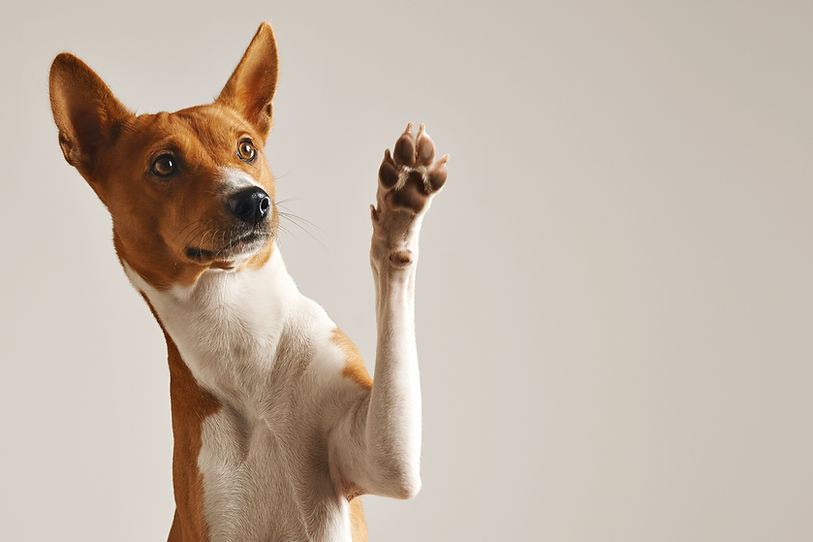 Dog Waving Paw