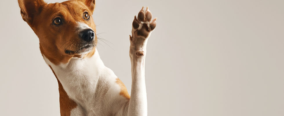 足を振る犬