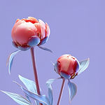Peony Flowers Art