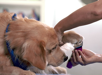 Dog Therapy