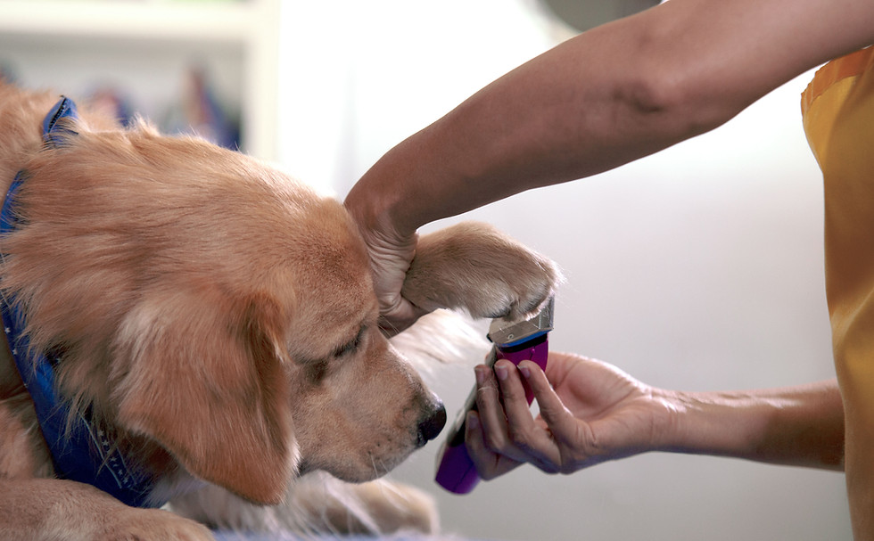 Dog Therapy