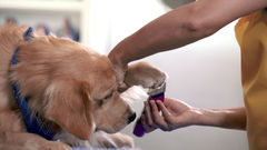 Clinica Veterinária Perto de Mim - Campinas